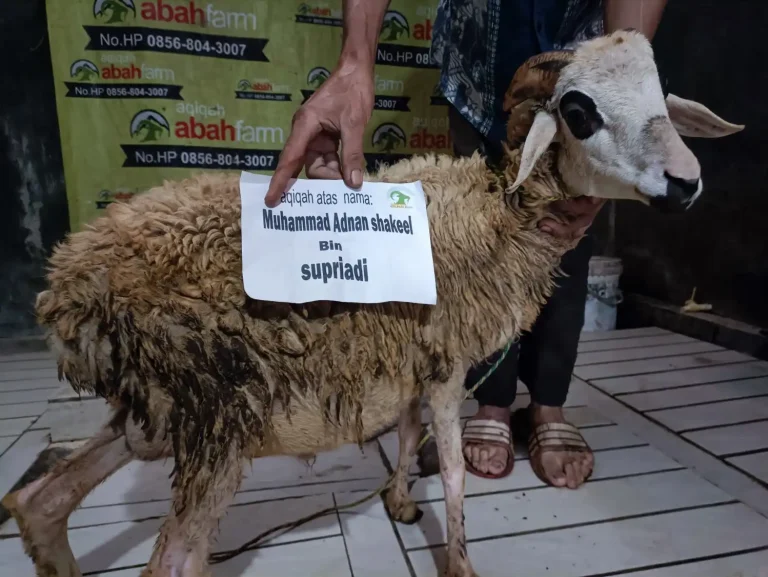 Aqiqah Murah Bogor Berkualitas
