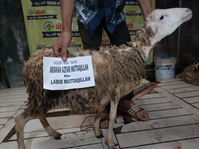 Harga Kambing Aqiqah Bogor Murah
