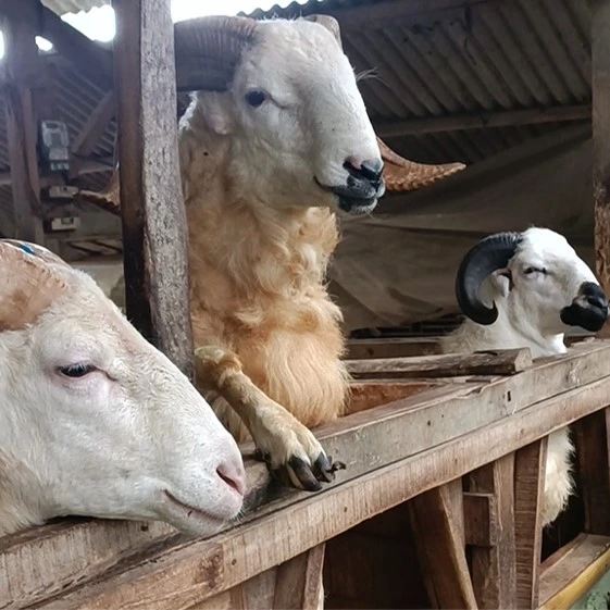 kambing qurban sehat