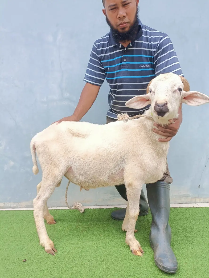 Jasa Aqiqah Bogor Amanah