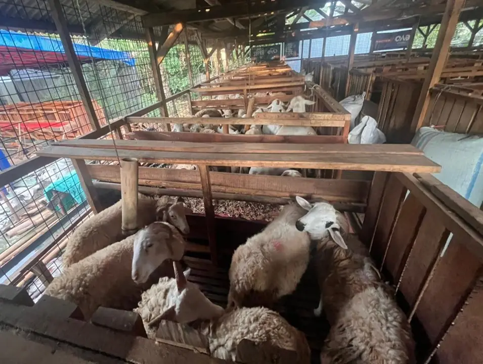 jual hewan qurban & kambing aqiqah bogor