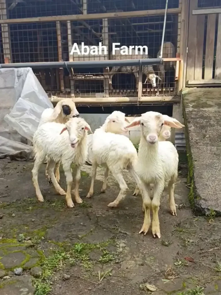 Kambing Aqiqah Bogor Terdekat