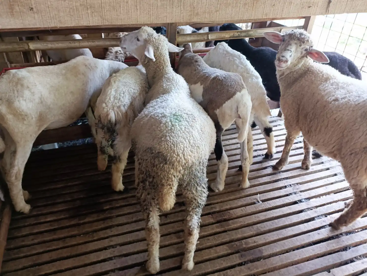 kambing aqiqah bogor kambing qurban bogor kambing guling bogor abah farm