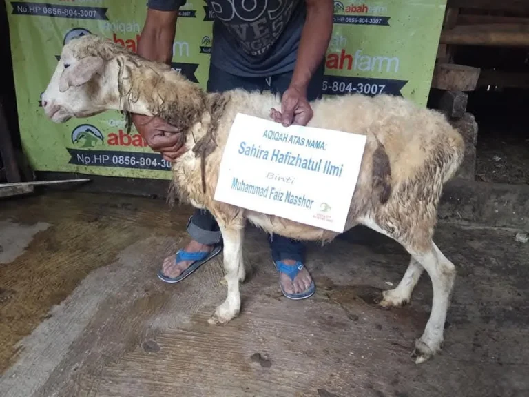 Paket Aqiqah Terdekat Abah Farm