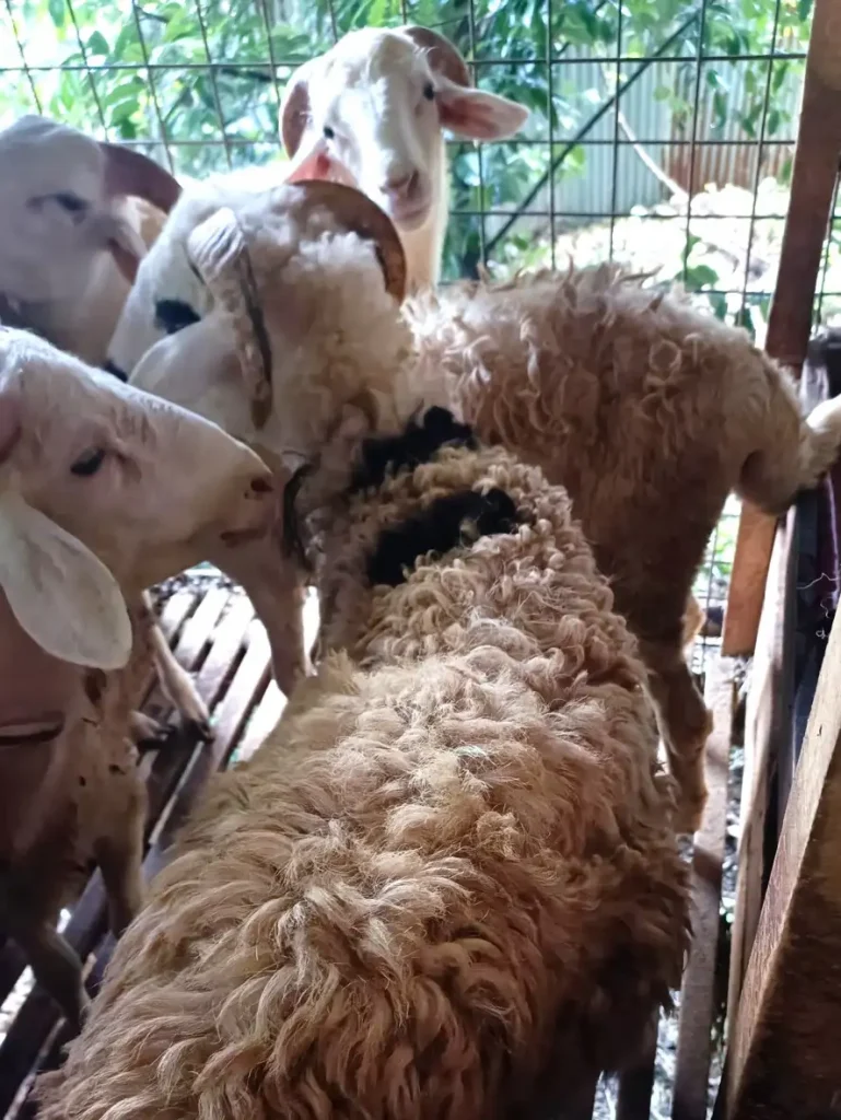 Kambing Qurban Bogor Murah