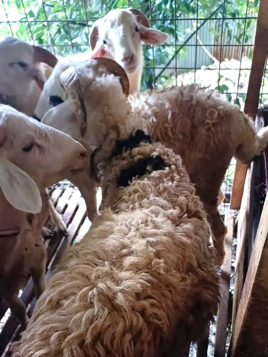 Kambing Qurban Bogor Murah