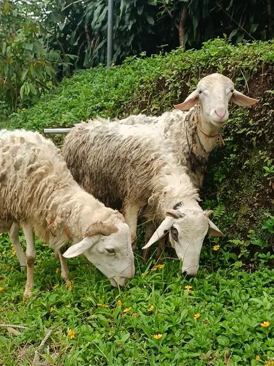 kambing aqiqah kambing qurban kambing guling bogor abah farm