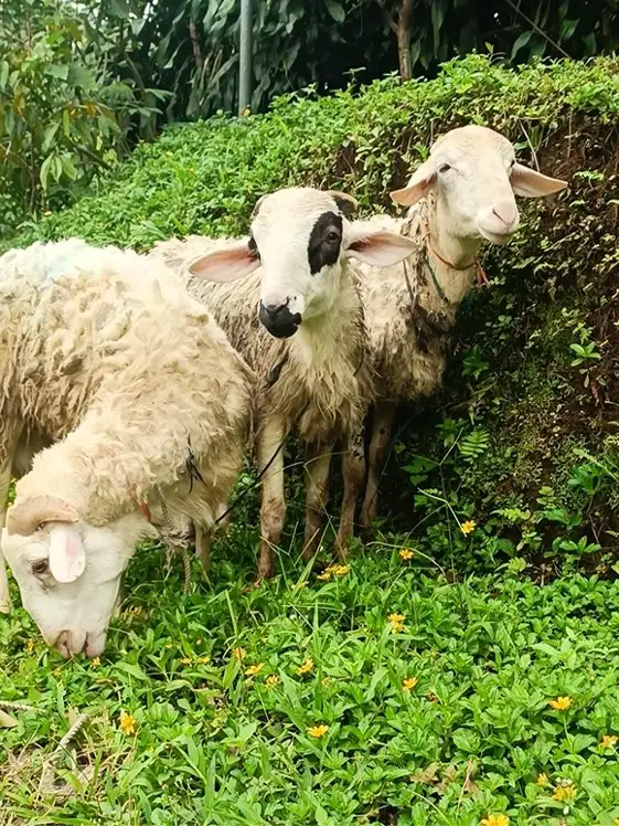 artikel aqiqah qurban dan ternak kambing Bogor