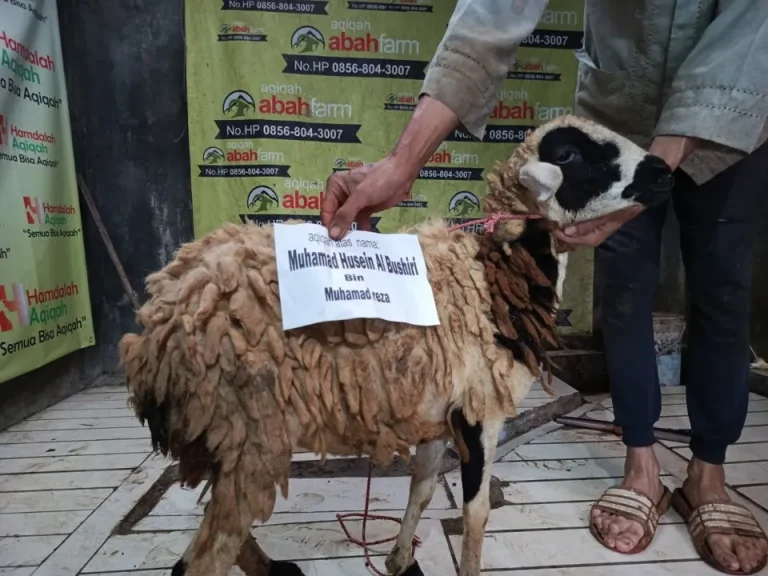 Kambing Aqiqah Sehat Sesuai Sunnah