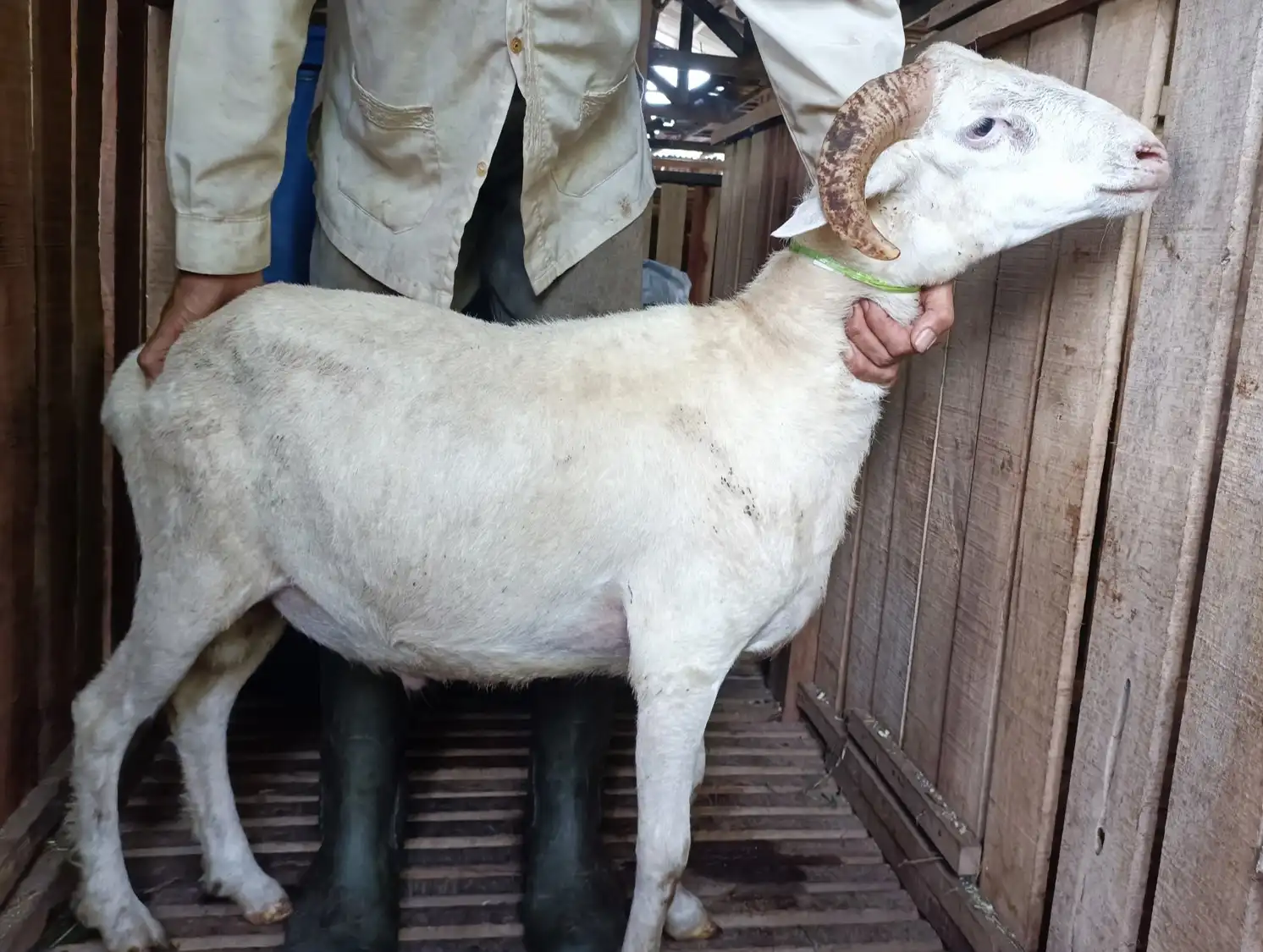 kambing qurban bogor reguler