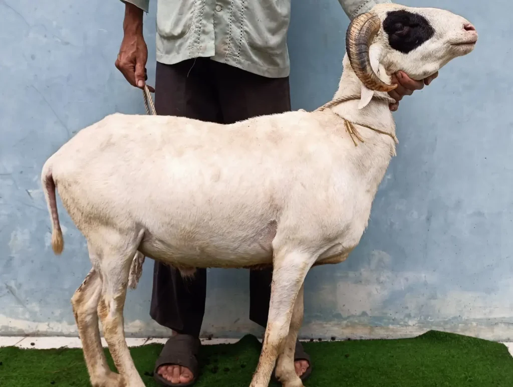 kambing qurban bogor super