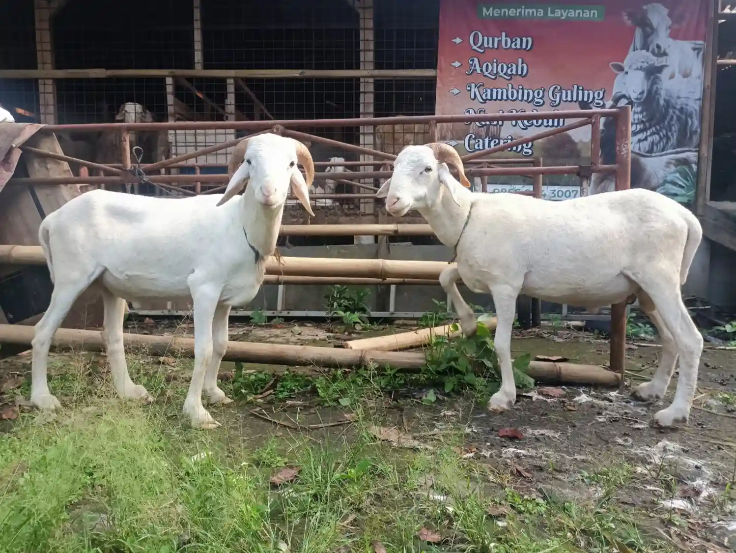 Kambing Aqiqah Bogor & Kambing Qurban Bogor Terpercaya
