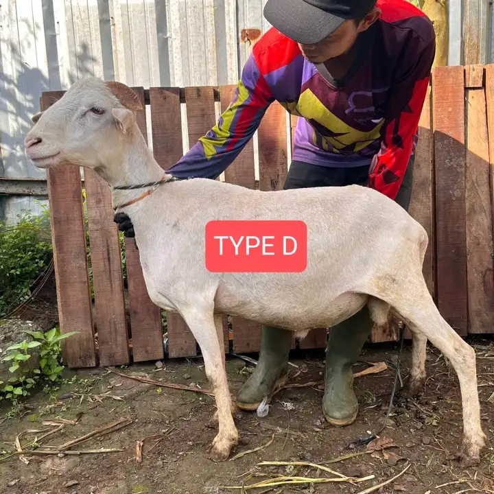 Kambing Qurban Bogor Abah Farm Reguler D