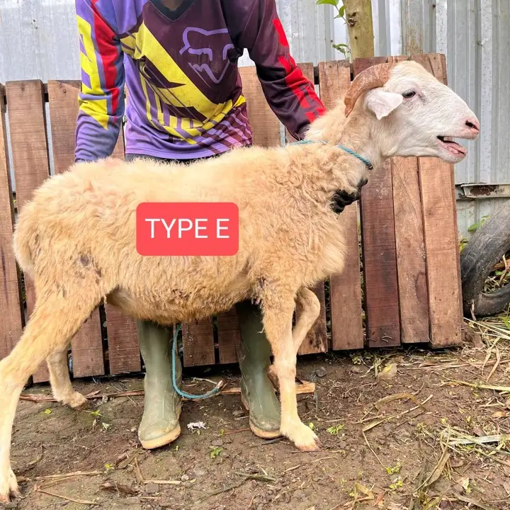 Kambing Qurban Bogor Abah Farm Reguler E