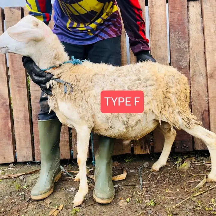 Kambing Qurban Bogor Abah Farm Reguler F