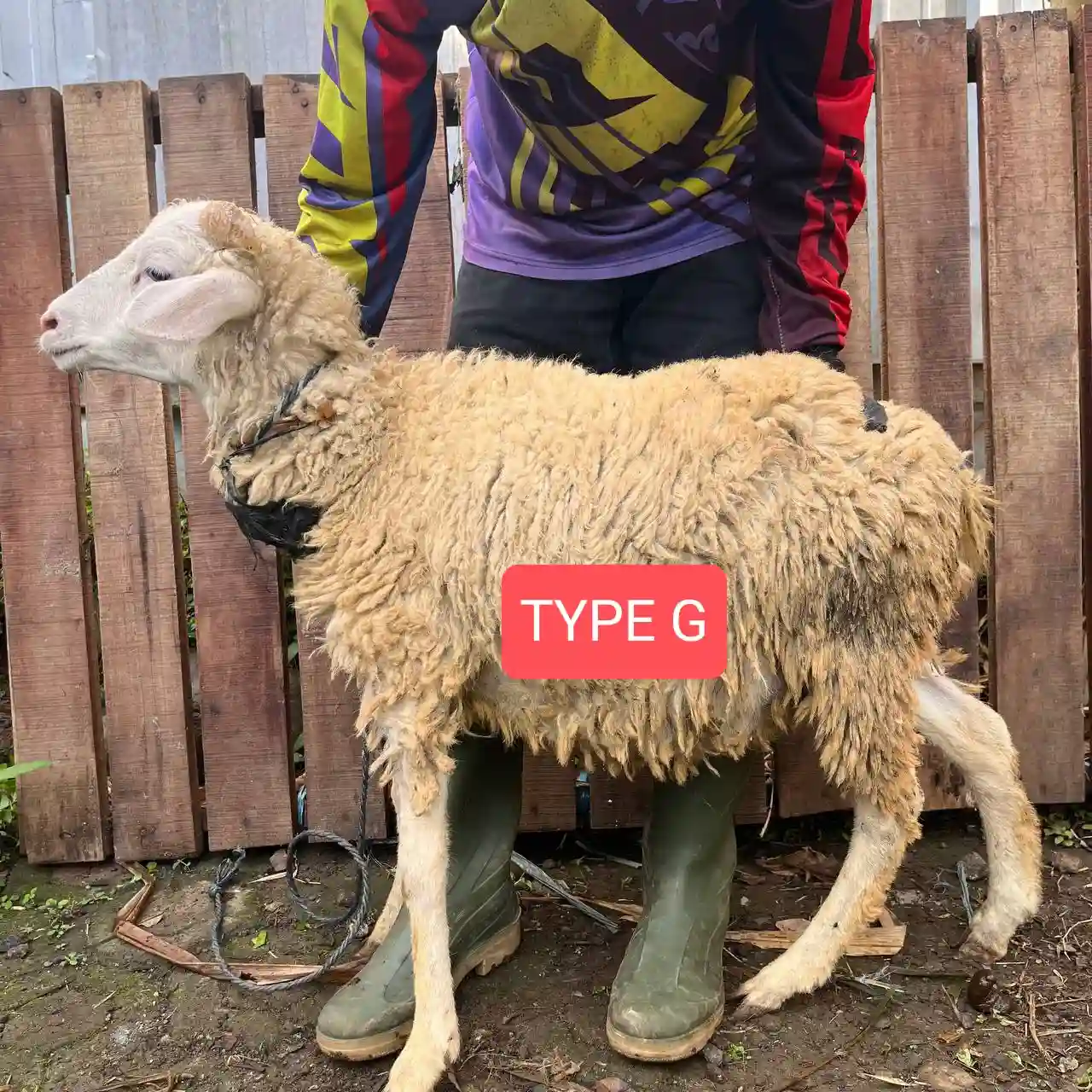 Kambing Qurban Bogor Abah Farm Reguler G