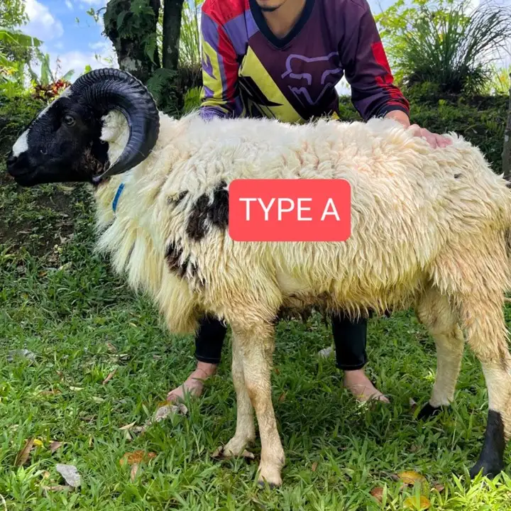 Kambing Qurban Bogor Abah Farm Super A
