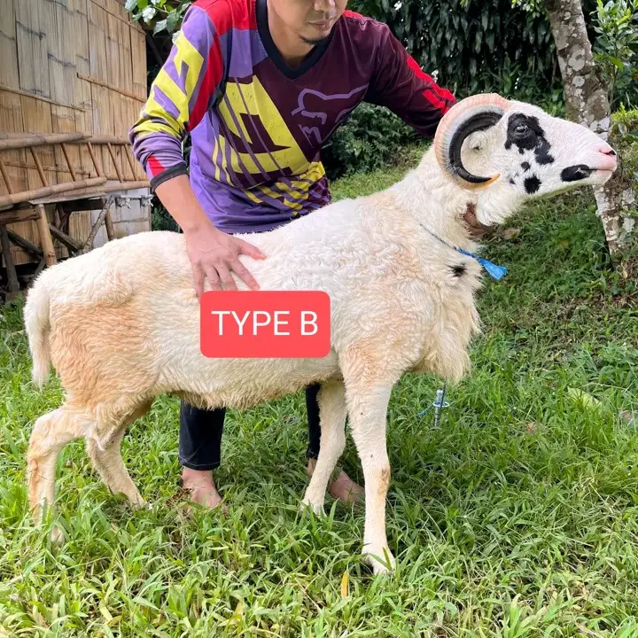 Kambing Qurban Bogor Abah Farm Super B