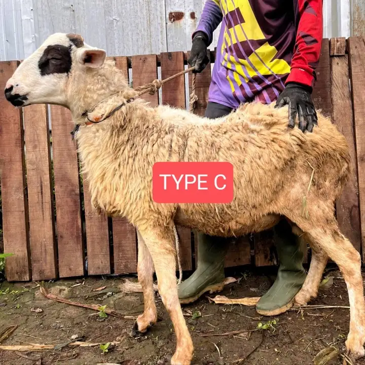 Kambing Qurban Bogor Abah Farm Super C