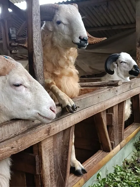 tempat kambing qurban kambing guling aqiqah bogor