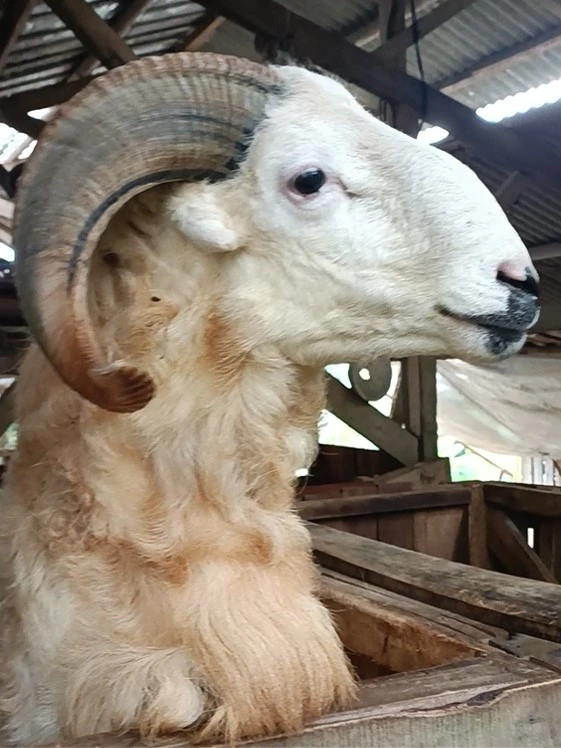 kambing qurban dan kambing aqiqah super sesuai sunnah