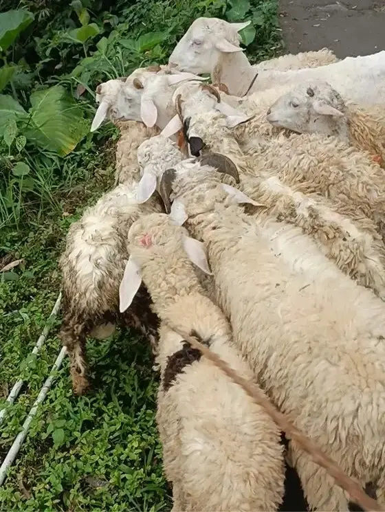 kambing qurban reguler bogor