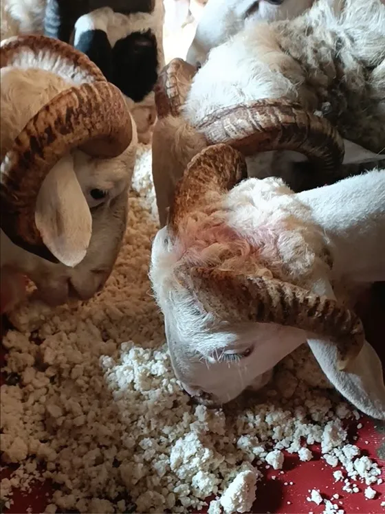 kambing qurban super bogor harga terjangkau