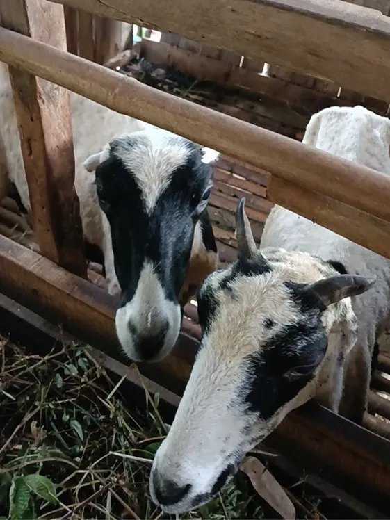 paket aqiqah 2 kambing bogor murah