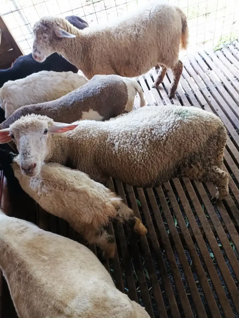 paket aqiqah bogor murah