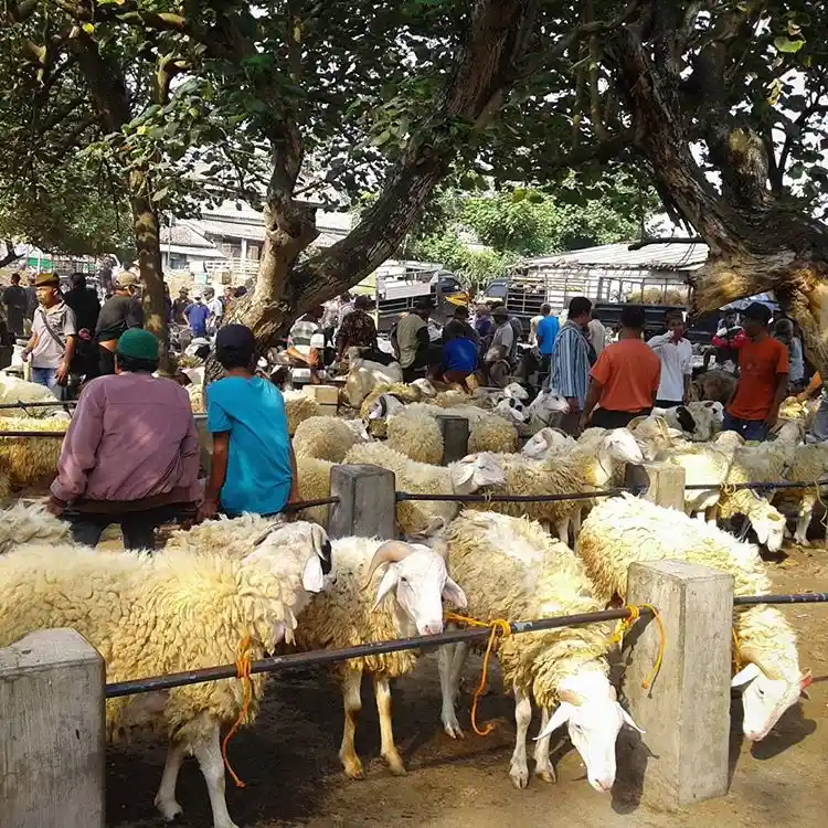 pasar-hewan-qurban
