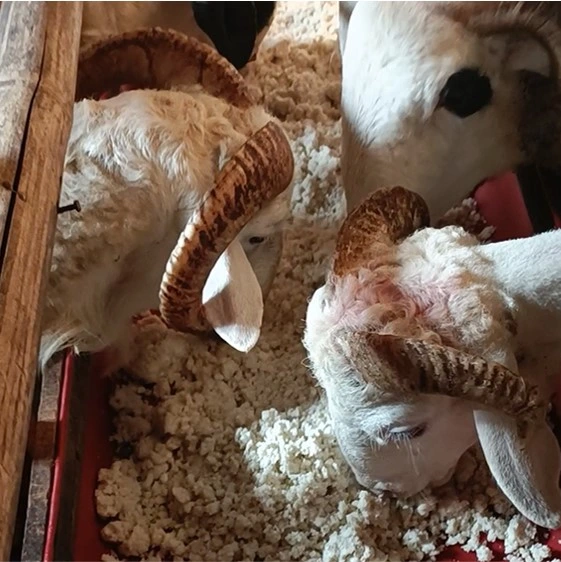 syarat2-hewan-qurban