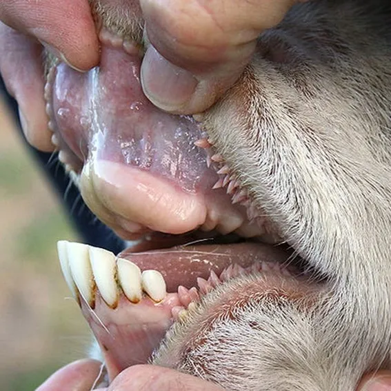 syarat2-hewan-qurban