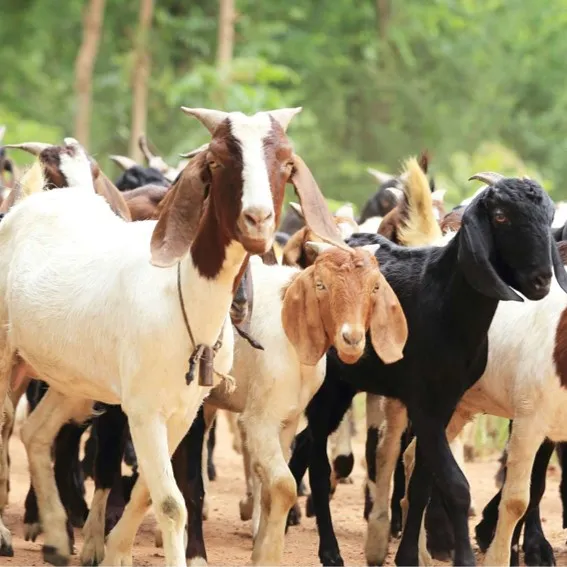 syarat2-hewan-qurban