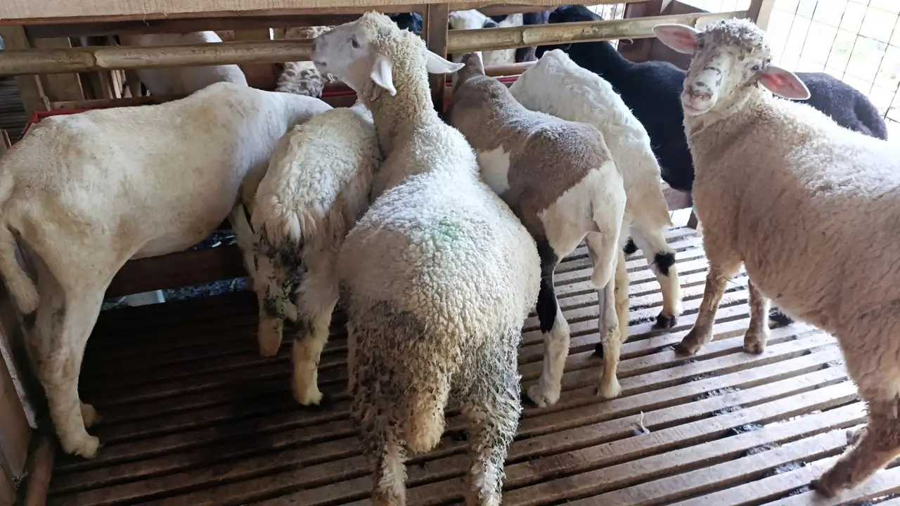 syarat2-hewan-qurban