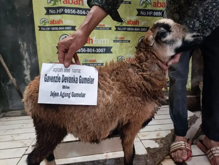 Jasa Aqiqah Bogor Profesional