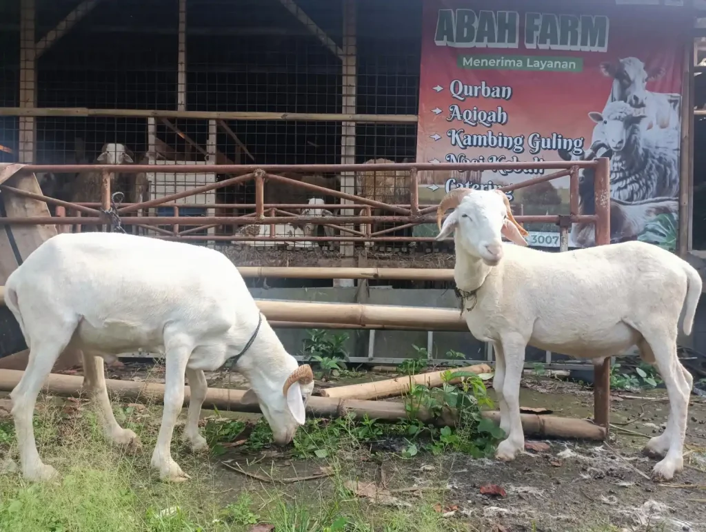 Tempat Aqiqah Terdekat Bogor