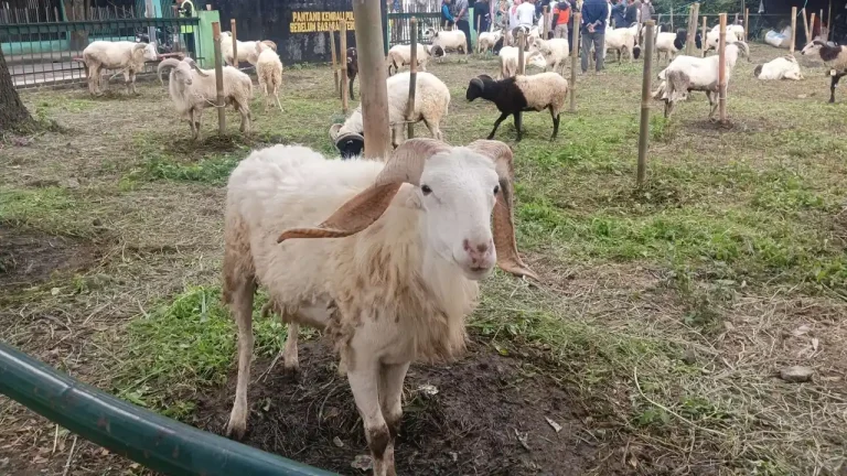 harga domba qurban