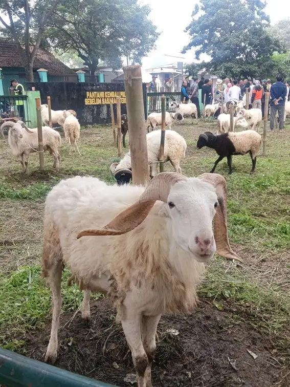 harga kambing qurban bogor