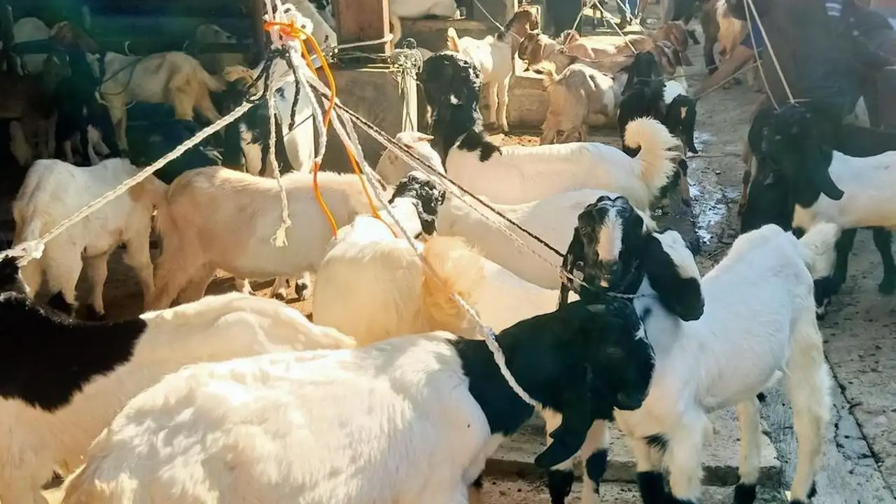 harga kambing qurban bogor