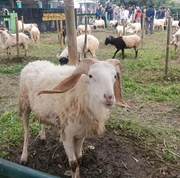 hewan qurban domba