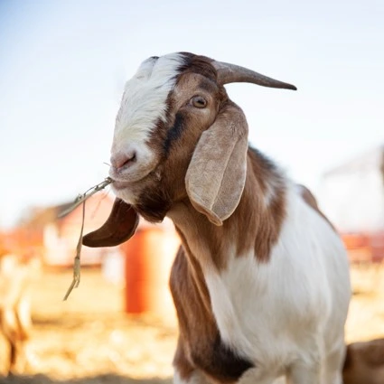 hewan qurban kambing