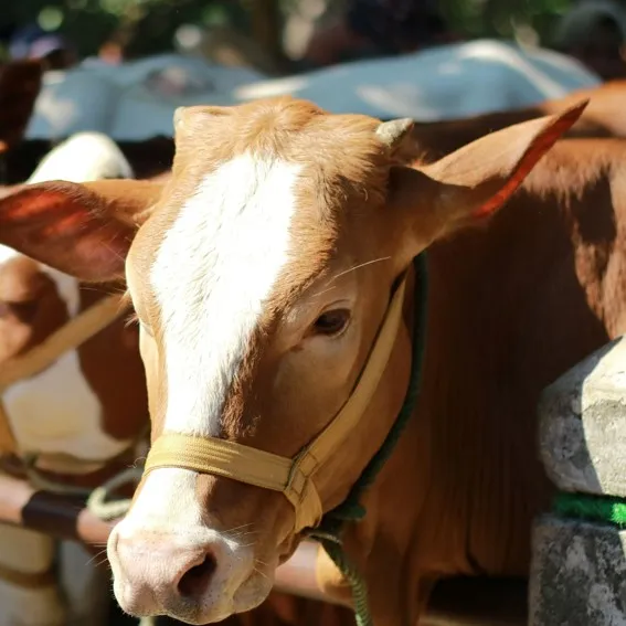 hewan qurban sapi
