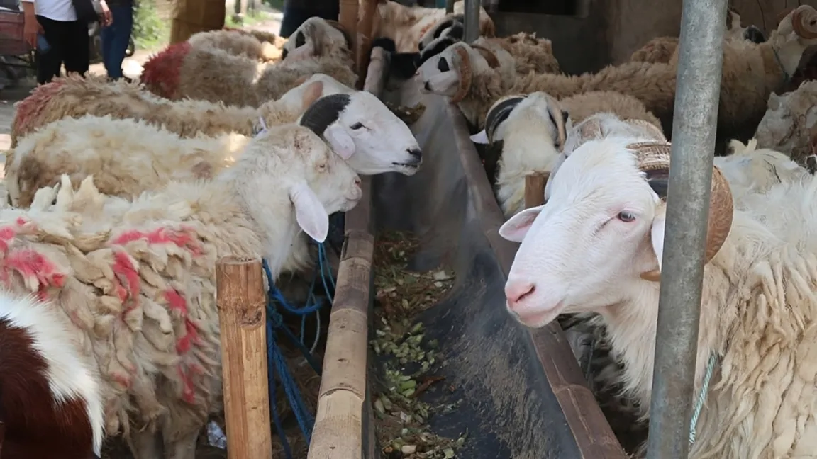 jual hewan qurban Bogor