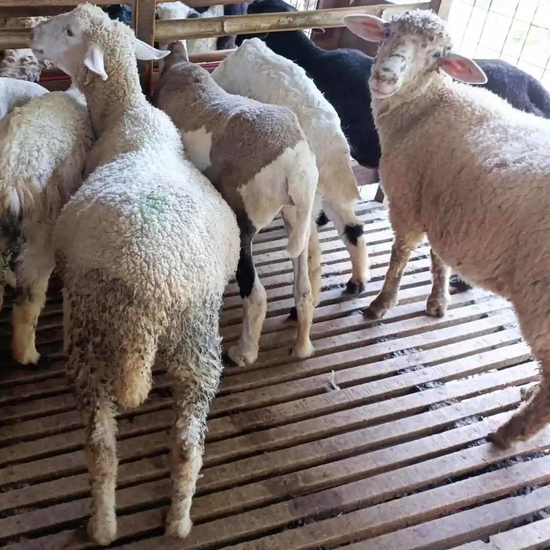 jual kambing qurban bogor