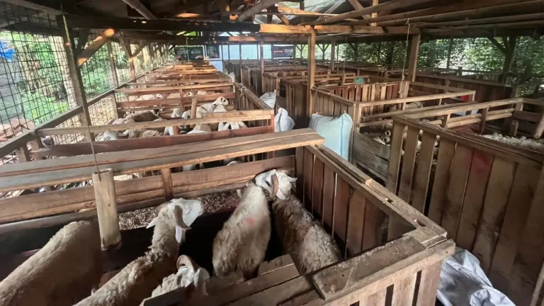 jual kambing qurban bogor