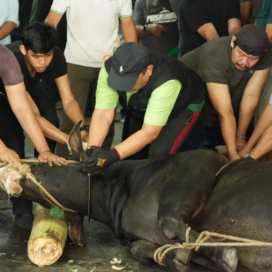 pelaksanaan sembelih hewan qurban