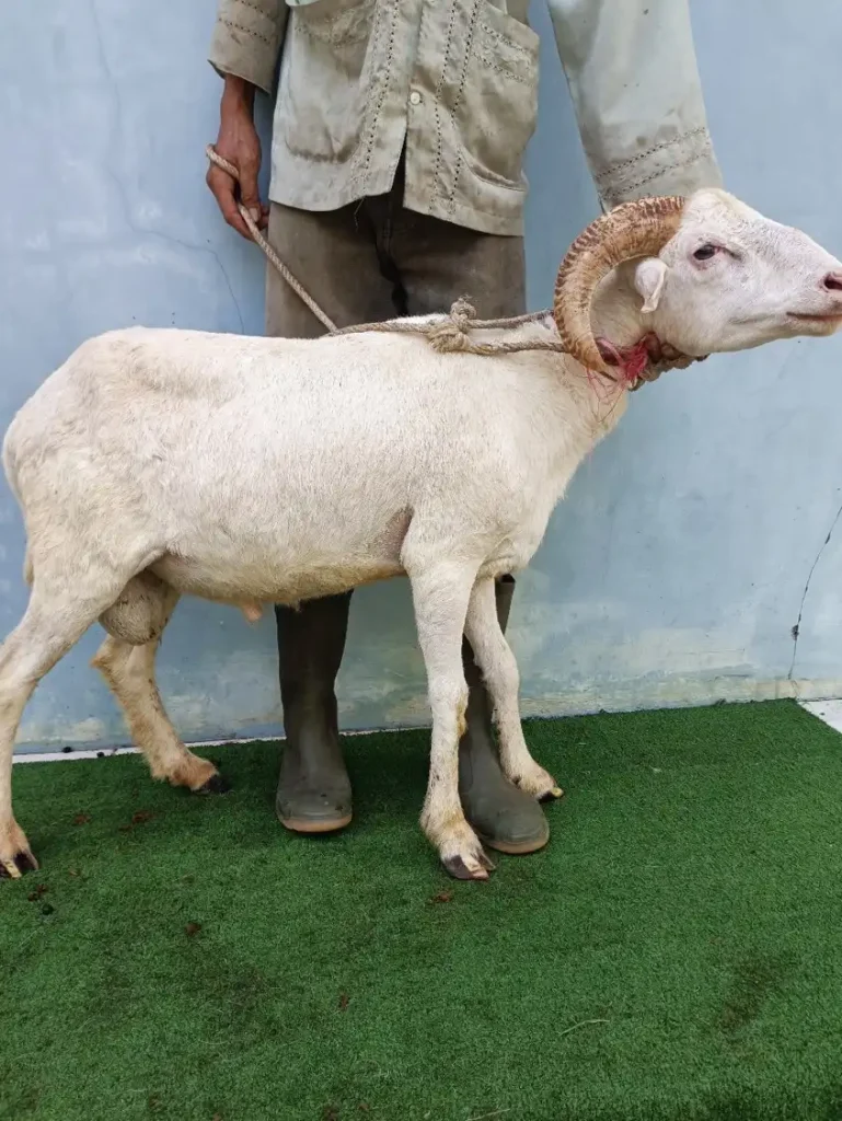 harga kambing aqiqah bogor