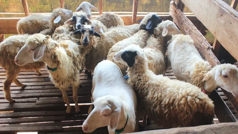 jual kambing aqiqah bogor