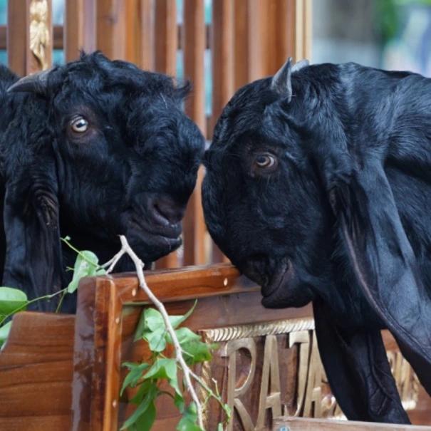 kambing aqiqah etawa