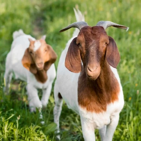 kambing aqiqah jawa